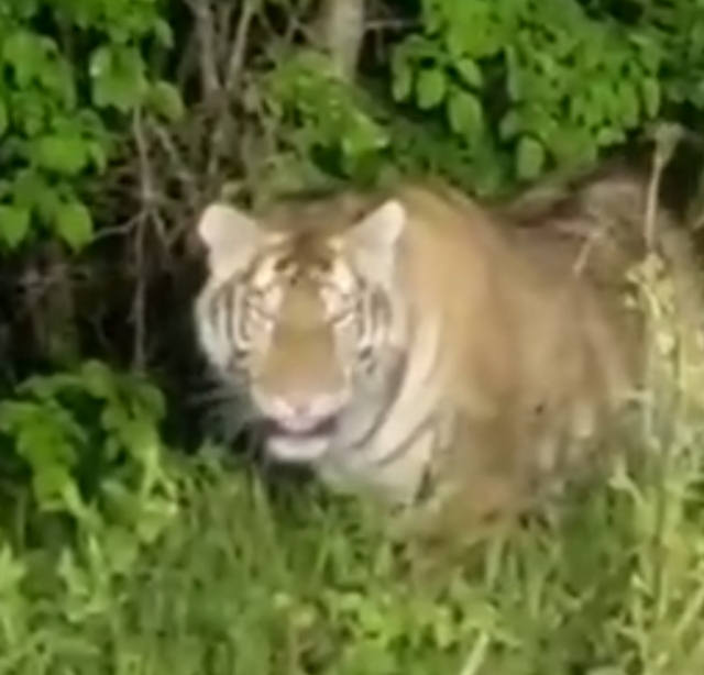 «Закрывай окно!» Приморцы встретились с «бандой» амурских тигров — видео