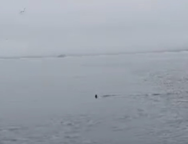 «Акулы зашли в Приморье». Устрашающее видео обсуждают в соцсетях