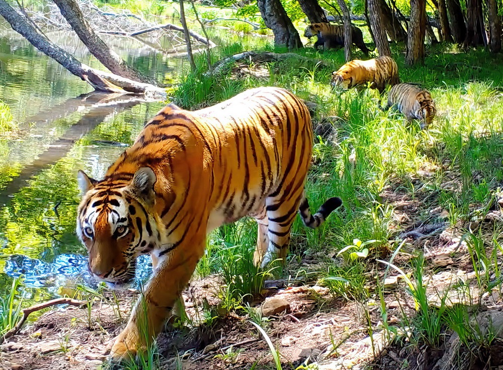 Число амурских тигров на «Земле леопарда» в Приморье стало самым большим в мире