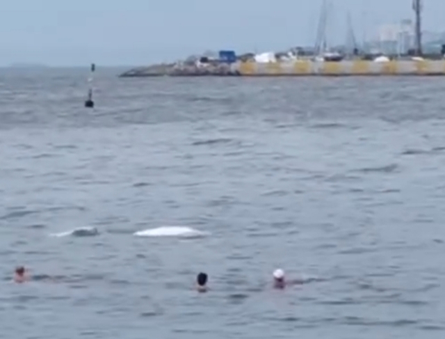 Отдыхающие во Владивостоке были шокированы появлением белух прямо у берега (видео)