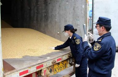 В 11,3 раза вырос экспорт сои из Приморья в Китай через пункт пропуска Дуннин