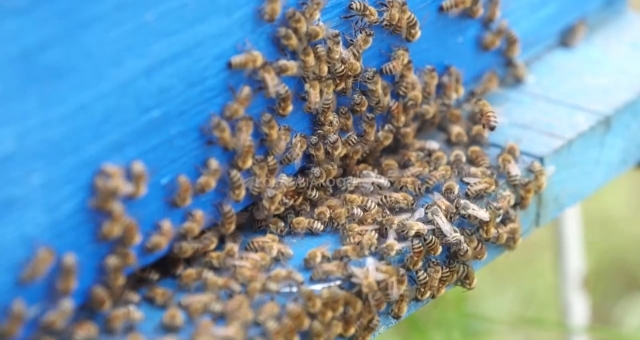 «Килограмм мёда — миллион пчёл». В Приморье идёт мёдосбор (видео)