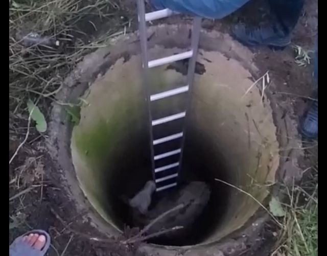 В Приморье спасли телёнка, провалившегося в колодец (видео)