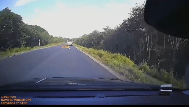 Полосатый хищник выскочил прямо перед машиной на дороге в Приморье (видео)