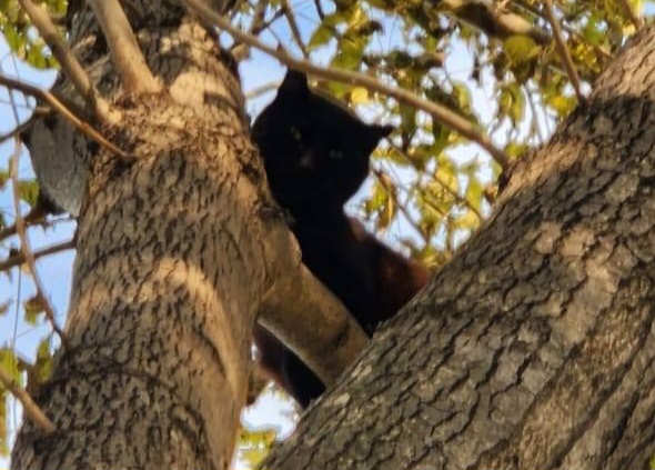 Во Владивостоке спасли кота, который просидел на дереве почти три дня