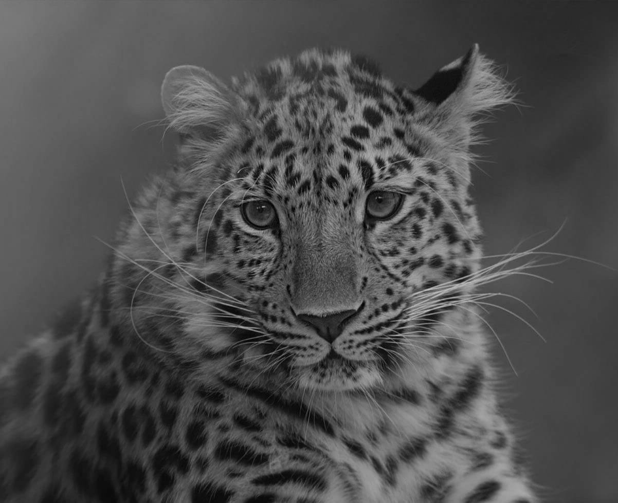 Душераздирающую историю о печальной судьбе леопарда рассказали в Приморье