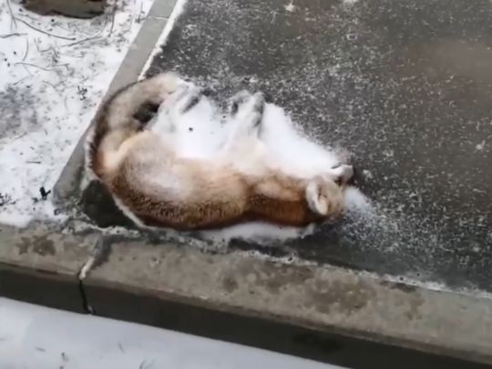 Грустное зрелище: во Владивостоке сбили лису и бросили её на асфальте (видео)
