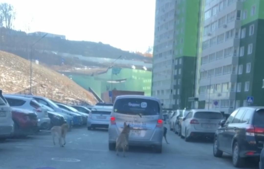 Жители Снеговой Пади во Владивостоке опасаются стаи агрессивных собак (видео)