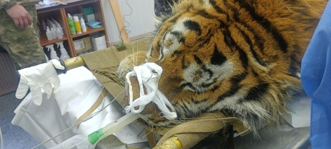 Тигра, нападавшего на собак в хабаровском селе, выпустили в тайгу в Приморье