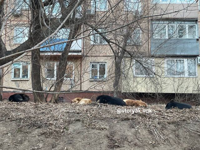 «Их много и это пугает»: во Владивостоке горожане опасаются стаи собак