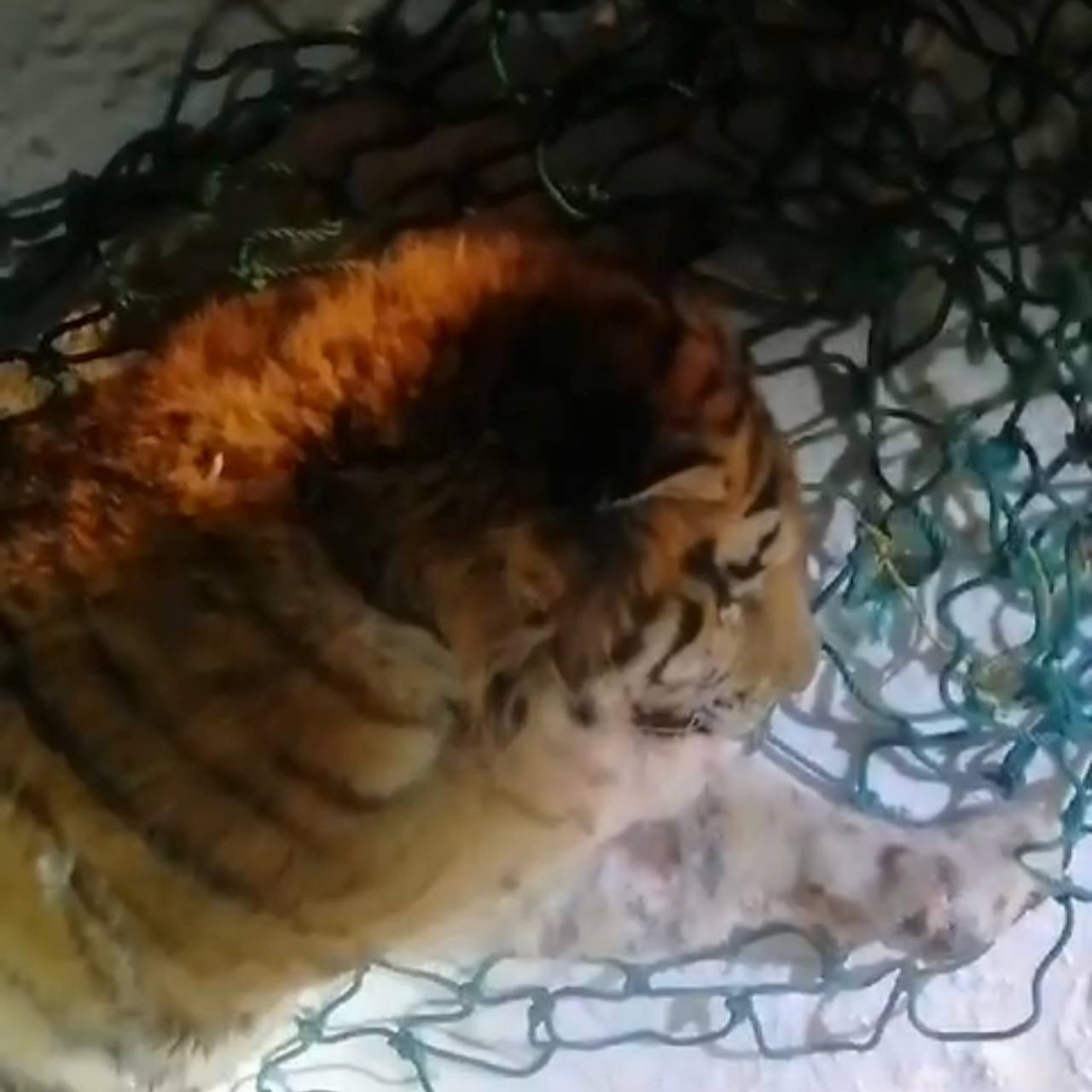 В Приморье отловили тигра, который ел собак (фото)