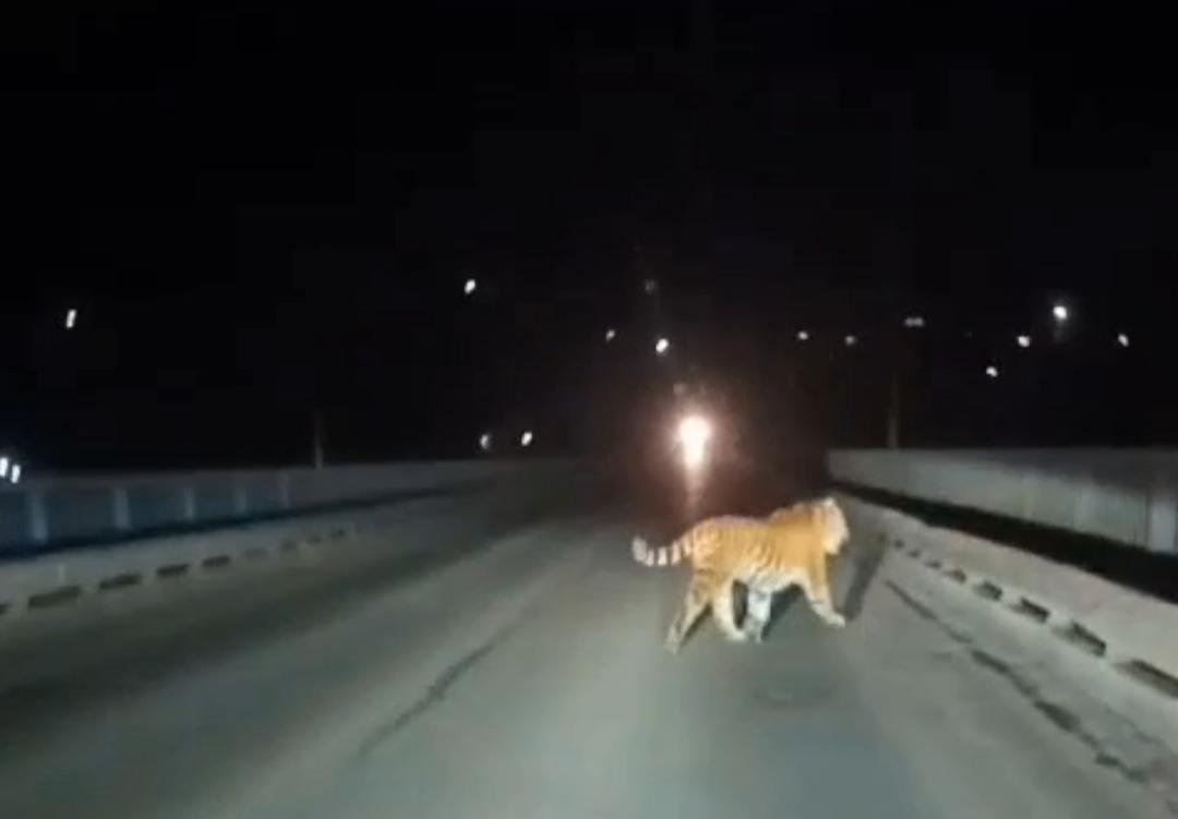 Приморцы встретили тигра на мосту, мечущегося из стороны в сторону (видео)