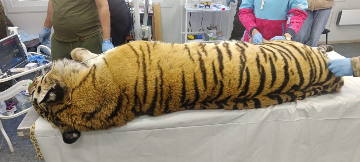 В Приморье тигрица пошла на поправку после стоматологической операции (видео)