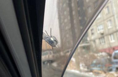 Во Владивостоке ищут стрелка, открывшего огонь по машинам 8 марта