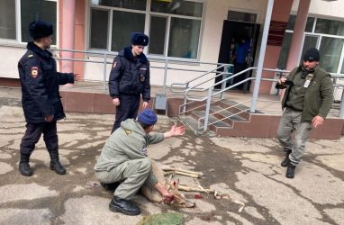 В Приморье раненая косуля пришла к дверям поликлиники (видео)