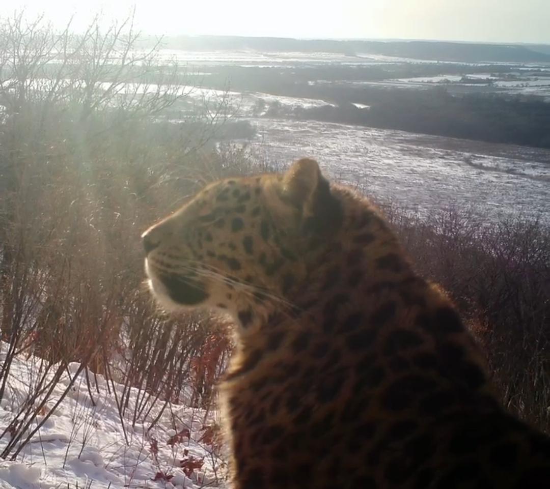 Дальневосточный леопард впервые замечен в Октябрьском округе Приморья (видео)