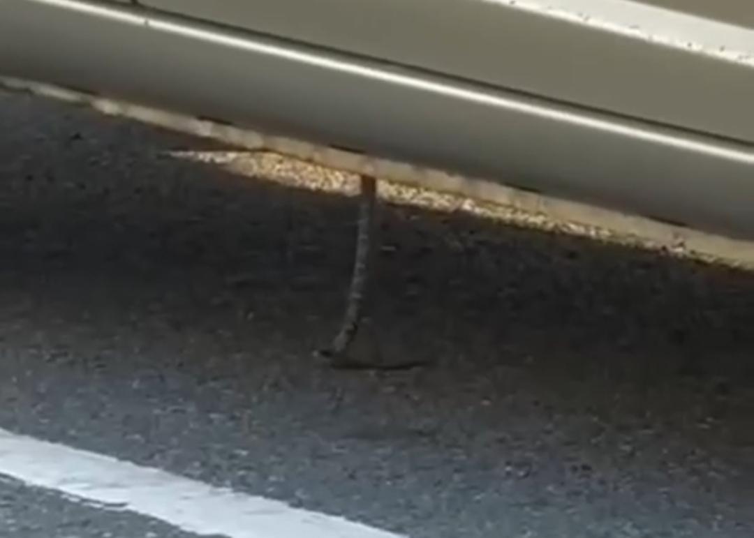 Предположительно, ядовитая змея заползла в машину в Приморье (видео)