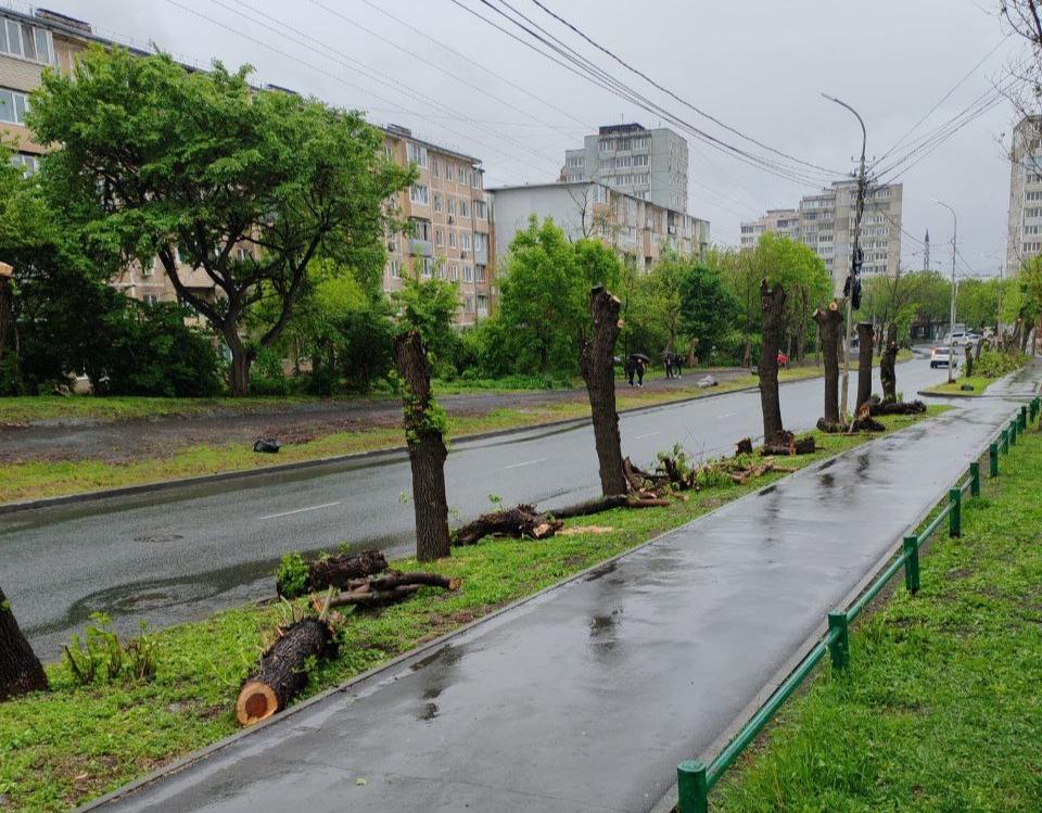 Жители Владивостока в шоке от спиленных деревьев на улице Кирова (видео)