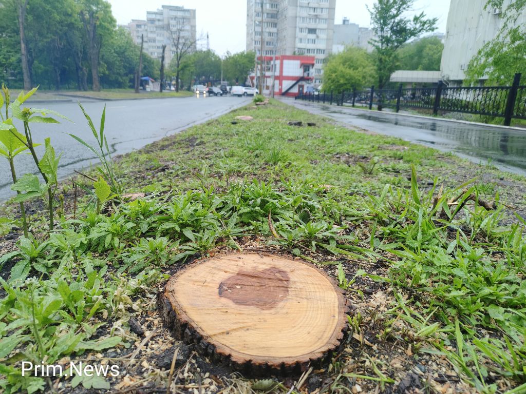 Жители Владивостока огорчены вырубкой аллеи деревьев на Кирова (фото)
