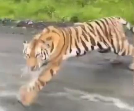 В Приморье тигр бросился на людей в машине, которые дразнили его (видео)