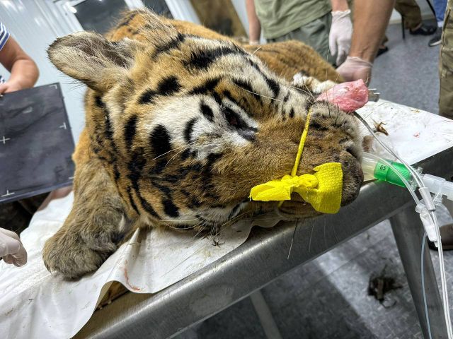 Тигр, отловленный в Приморье, находится в тяжёлом состоянии. Подробности