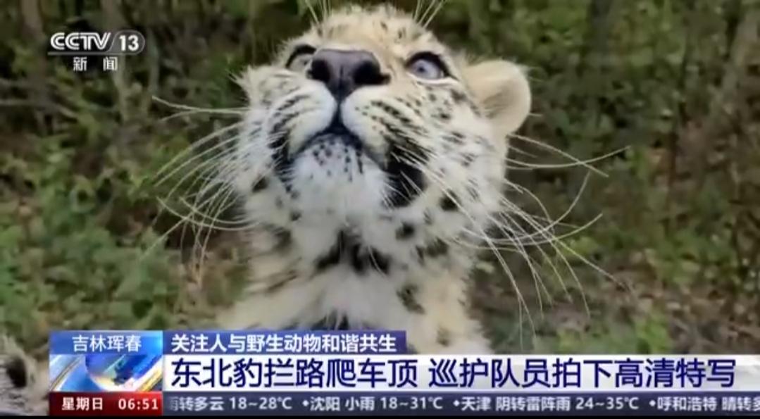 Очень любопытный дальневосточный леопард приставал к людям в Китае (видео)