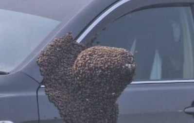 Рой пчёл облепил автомобиль отдыхающих в Приморье (фото)