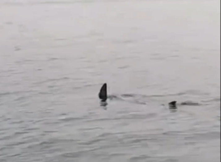 В Приморье рядом с пляжами Большого Камня заметили крупную акулу (видео)
