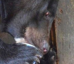 В Приморье медведь сперва задрал собаку, а потом ломился в дом к людям