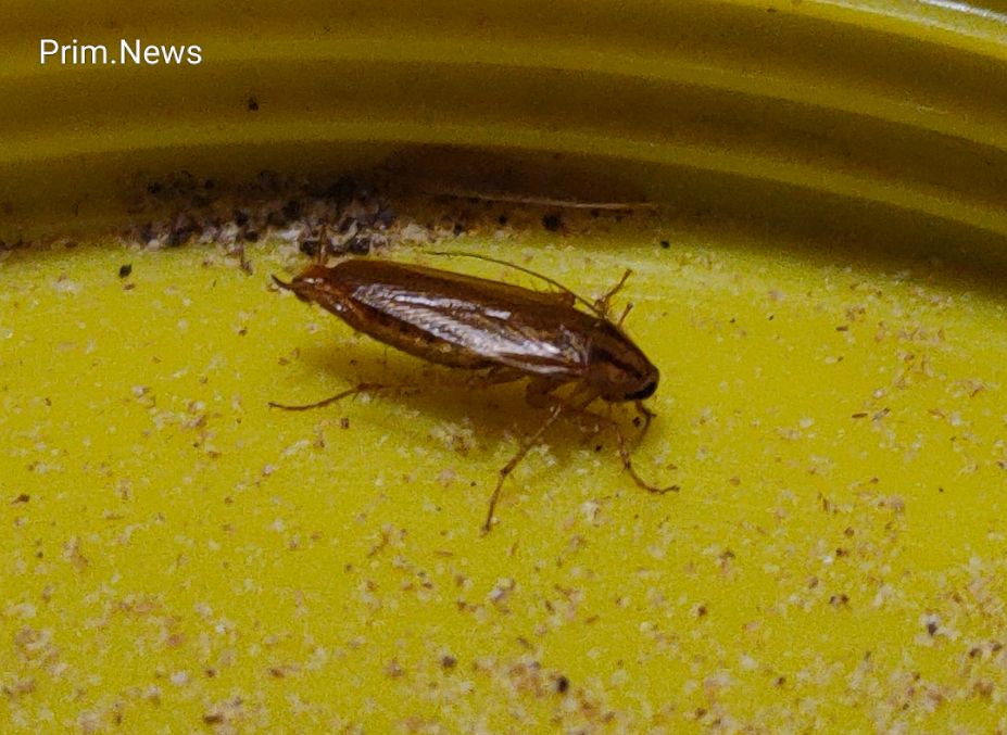 Тараканий кошмар записали на видео жильцы многоэтажки во Владивостоке