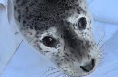 В желудке у погибшего тюленя в Приморье нашли десятки камней