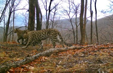 Свидание леопардессы Памелы Андерсон попало на фото