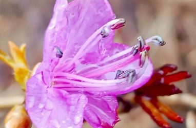 Необычно рано зацвёл рододендрон в Приморье (фото, видео)