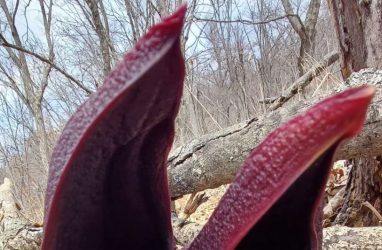 Необычное растение с резким запахом обнаружили на острове Русский (фото)