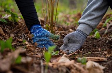 В нацпарке «Земля леопарда» высадили 10 тысяч деревьев