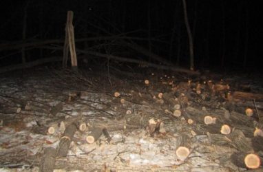 Приморцев судят за снос 17 монгольских дубов в Хорольском округе