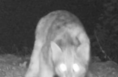 Фотоловушка сняла редкого дальневосточного лесного кота (видео)