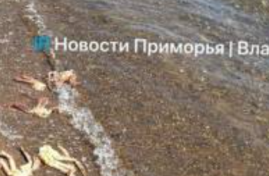 Мёртвыми крабами оказался усеян пляж на острове Русский