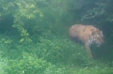 Одного из пойманных в Приморье тигров решили не отпускать обратно