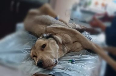 В Приморье умер алабай, над которым жестоко издевался хозяин