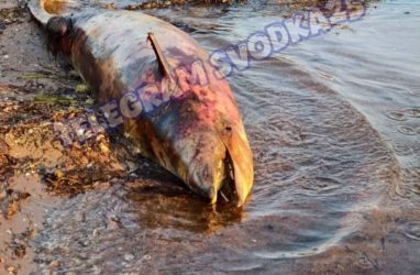 Изувеченную тушу дельфина обнаружили на острове Русский