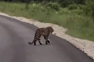 В Приморье приметили гуляющего по дороге леопарда (видео)