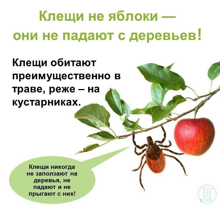 В Приморье клещи покусали уже 6278 человек. Подробности