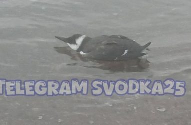 Птица, напоминающая пингвина, удивила жителей Владивостока