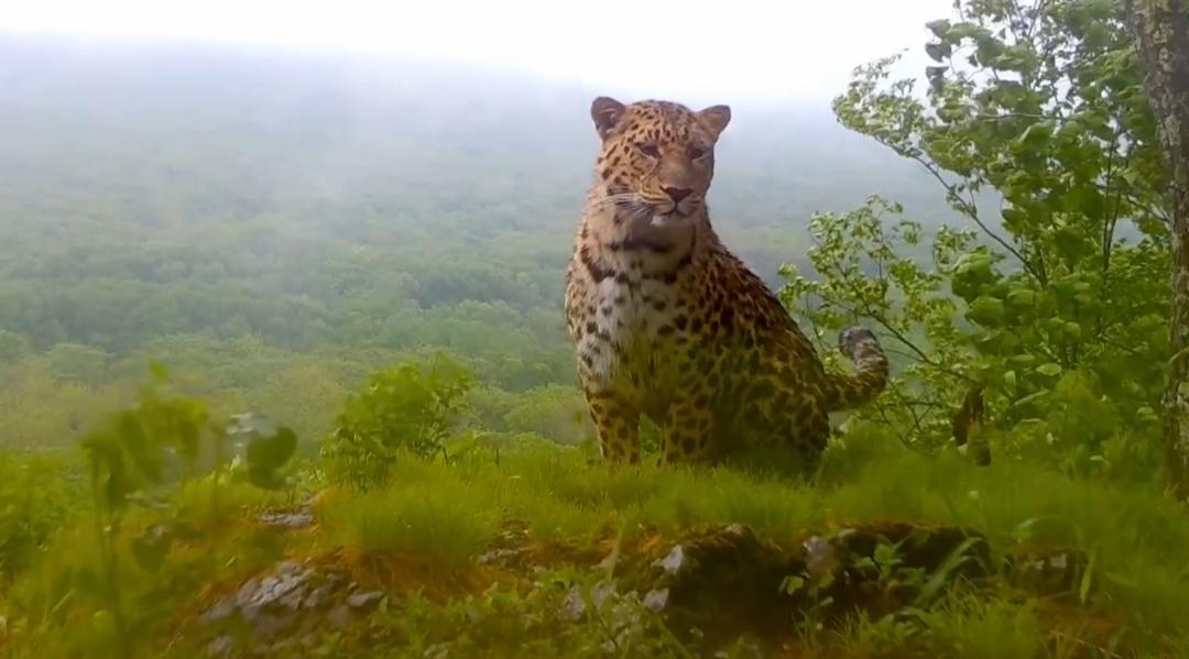 Дальневосточный леопард, не боящийся дождя, попал на видео в Приморье