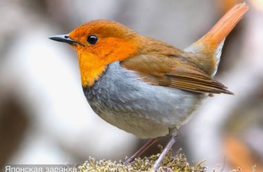 В Приморье обнаружили двух редких птиц — каменку-плешанку и японскую зарянку