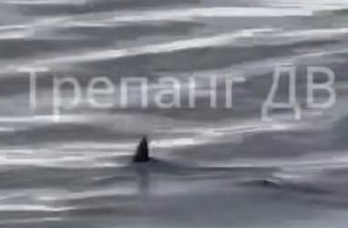 Акулий плавник удивил отдыхающих в Приморье