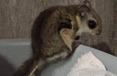 Белка-летяга оказалась в квартире дома на Русской во Владивостоке