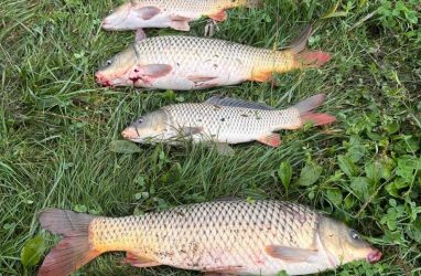 Рыбаку в Приморье удалось поймать огромного сазана (фото)