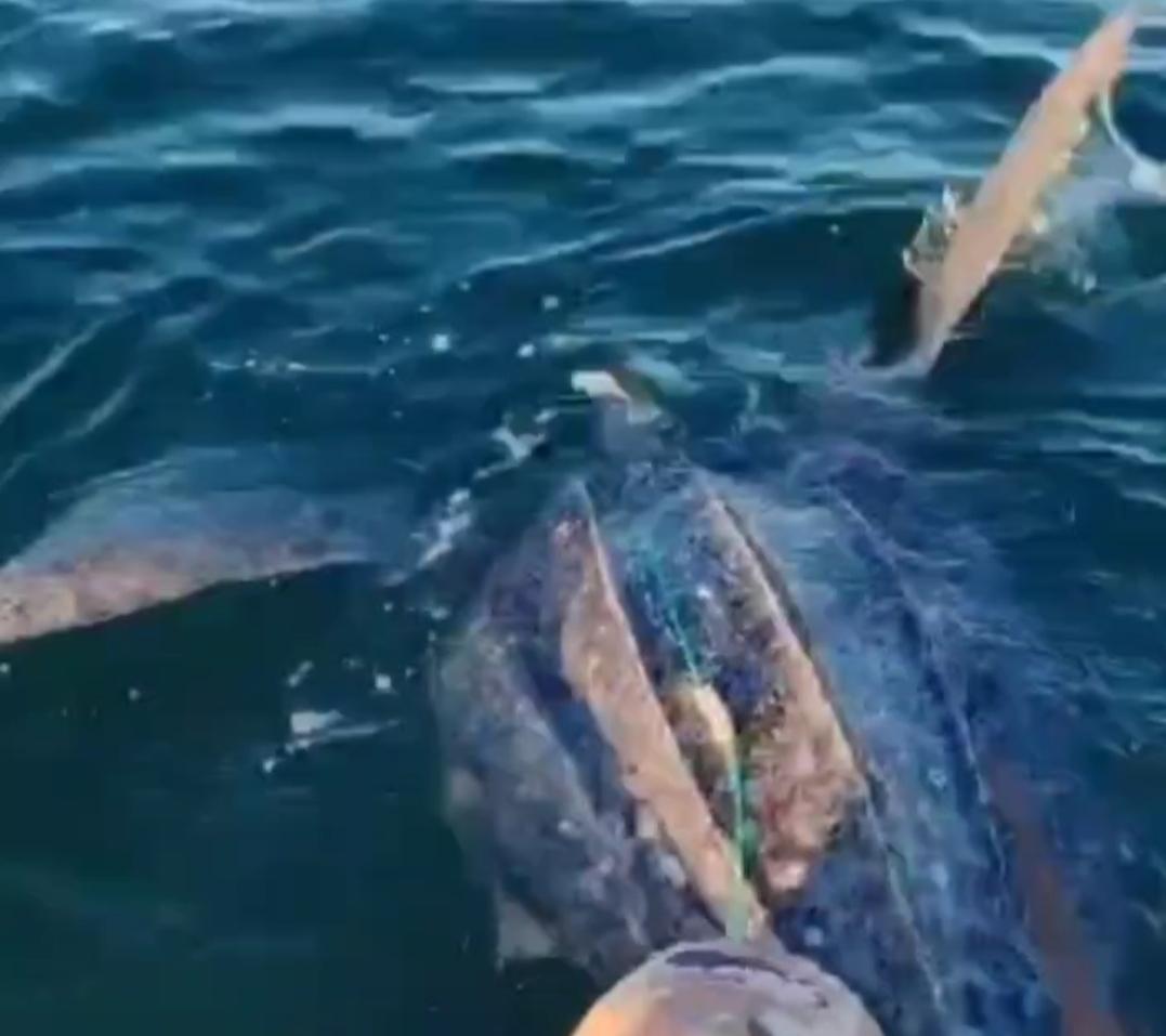 Гигантская черепаха запуталась в сетях в Приморье. Её спасли очевидцы (видео)